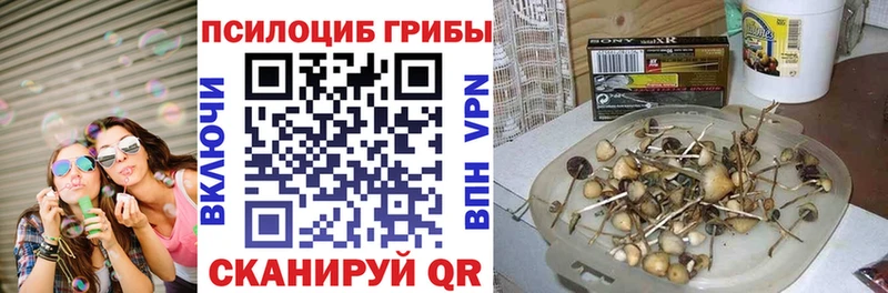 кракен онион закладка Аша Галлюциногенные грибы мицелий